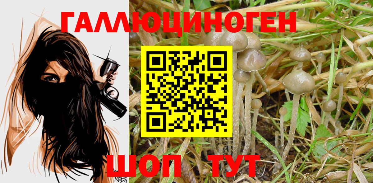 Галлюциногенные грибы GOLDEN TEACHER  Псилоцибиновые грибы Magic Shrooms  Северск  Вход с VPN 