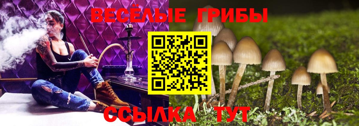 Псилоцибиновые грибы Psilocybe Северск